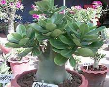 ADENIUM CULTIVARS AND VARIETIES items in Exotic Cactus Collection 