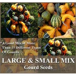  30 LARGE & SMALL MIX Gourds seeds   15 DIFFERENT TYPES 