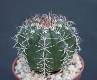 Melocactus matanzanus rare exotic cacti plant cactus 4  
