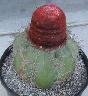 Melocactus with Huge Red Cephalium LG 7  