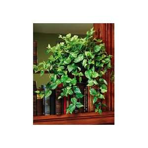  Cascading Silk Pothos