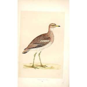  Great Plover British Birds 1St Ed Morris 1851