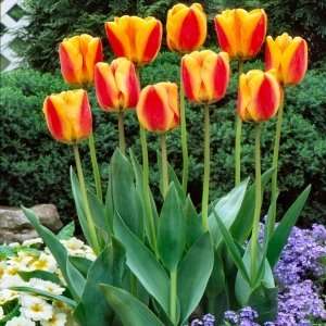 12 Darwin Hybrid Oxfords Elite Tulip Flower Bulbs  