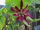   2012 our hybrid red passion flower vine Passiflora Cherry Tart PLANT