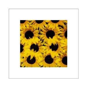  Sunflowers    Print