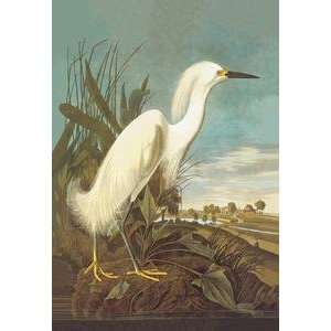  Vintage Art Snowy Egret   03556 0