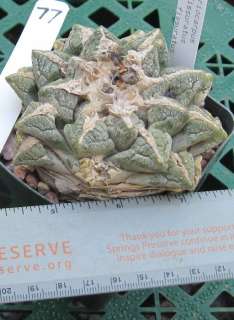 Ariocarpus fissuratus Living Rock, Cactus 77  