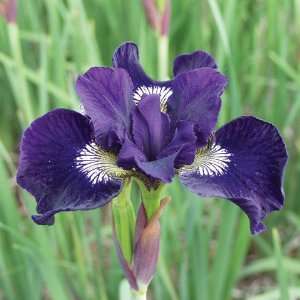  Iris sibirica Shirley Pope Patio, Lawn & Garden