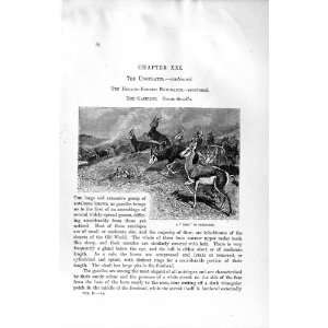   HISTORY 1894 TREK SPRINGBOK HEAD GAZELLE ANIMAL