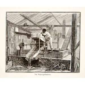  1879 Wood Engraving Brazilian Coffee Seed Plantation 