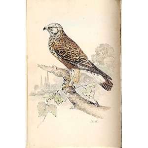    Meyer H/C Birds 1842 50 Rough Legged Buzzard