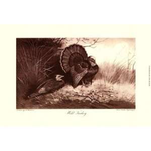    Wild Turkey   Poster by Archibald Thorburn (15x10)