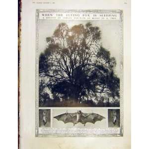  Flying Fox Bat Indian Roost Tree Sleep Old Print 1913 
