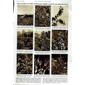    1951 AUSTRALIAN WEEDS ENGLAND GREY SHODDY GOOSEFOOT