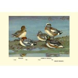  Vintage Art Widgeon Ducks   08778 1