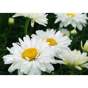  Paladin Shasta Daisy Perennial   Multi Layered Blooms 