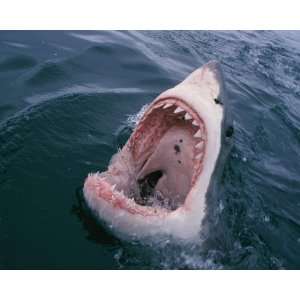  National Geographic, Shark Flashing its Teeth, 8 x 10 