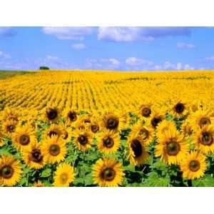  Wild Colors of Sunflowers, Jamestown, North Dakota, USA 