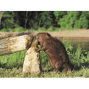  Beaver, Feeding on Tree He Just Cut Down, USA Photographic 