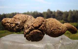 W127  COPROLITE   DINOSAUR DUNG POO FOSSIL  