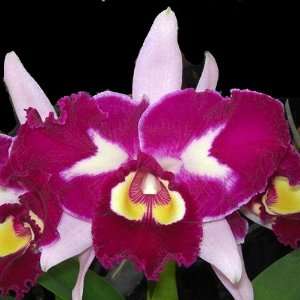 SC101 Orchid Plant Blc Chinese Beauty Orchid Queen Pot Pack  