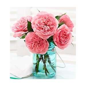  Flowers by 1800Flowers   English Country Garden Roses 