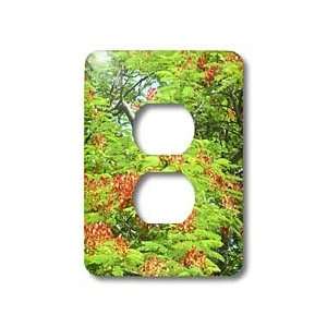 Florene Nature   Poinciana Tree   Light Switch Covers   2 plug outlet 