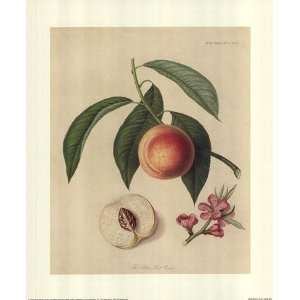  Acton Scott Peach    Print