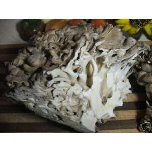  Rainbow Seeds® 100 Organic Maitake Mushroom Plugs Growing 