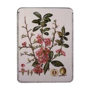  Japanese Quince (w/c) by Elizabeth Rice   iPad Cover 