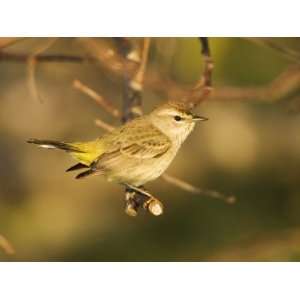  Yellow Rumped Warbler, Dendroica Coronata, SA Photographic 