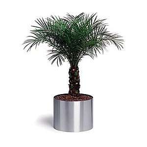  Blomus 66852 Greens Round Stainless Steel Planter in 