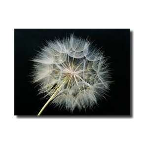  Goats Beard 2 Giclee Print