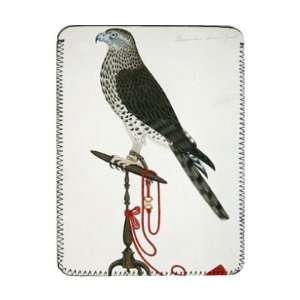 Indian Sparrow Hawk (pen & ink & w/c on   iPad Cover 
