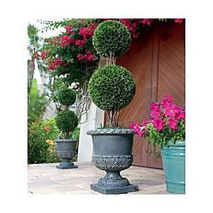 36 Podocarpus Double Ball Topiary   Improvements 
