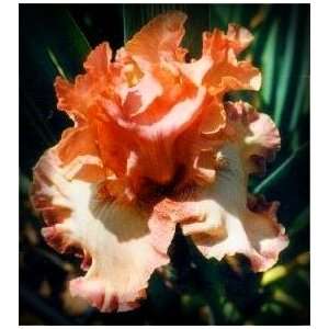  Pink Charming Tall Bearded Iris Rhizome Iridaceae 1 Bulb 