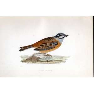  Medow Bunting Bree H/C 1875 Old Prints Birds Europe