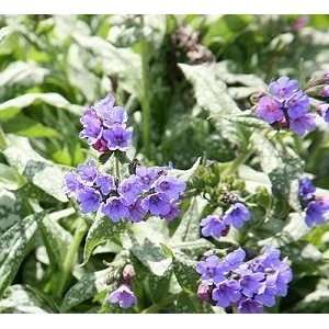  LUNGWORT TREVI / 1 gallon Potted Patio, Lawn & Garden