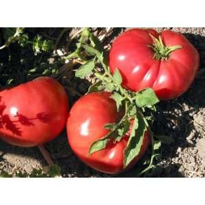   Johnson Tomato   4 starter plants   Heirloom Patio, Lawn & Garden
