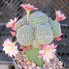 Rebutia fiebrigii, exotic rare cactus globular flowering cacti seed 