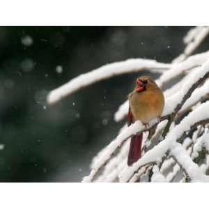 Cardinal Waits its Turn at a Birdfeeder on a Snow Covered Tree 