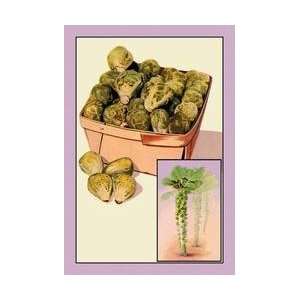  Brussel Sprouts 28x42 Giclee on Canvas