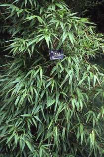 Ch. yunnanensis   black bamboo hardy   8 seeds  