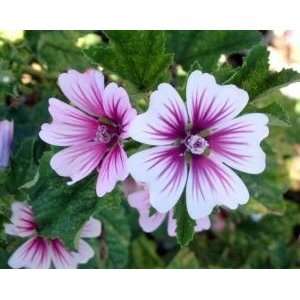  MUSK MALLOW ZEBRINA / 1 gallon Potted Patio, Lawn 