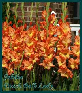 Below all my Gladioli Species, Enjoy and do not forget to read the 