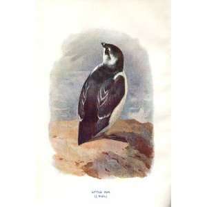  Little Auk By A Thorburn Wild Birds Print 1903