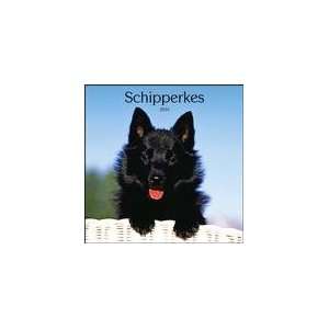  Schipperkes 2010 Wall Calendar