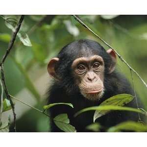   Geographic, Young Chimpanzee, 16 x 20 Poster Print