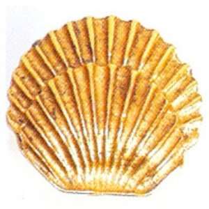   quot Round Seashell Knob Or 206 Antique Matte Copper