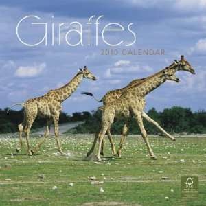  Giraffes 2010 Wall Calendar